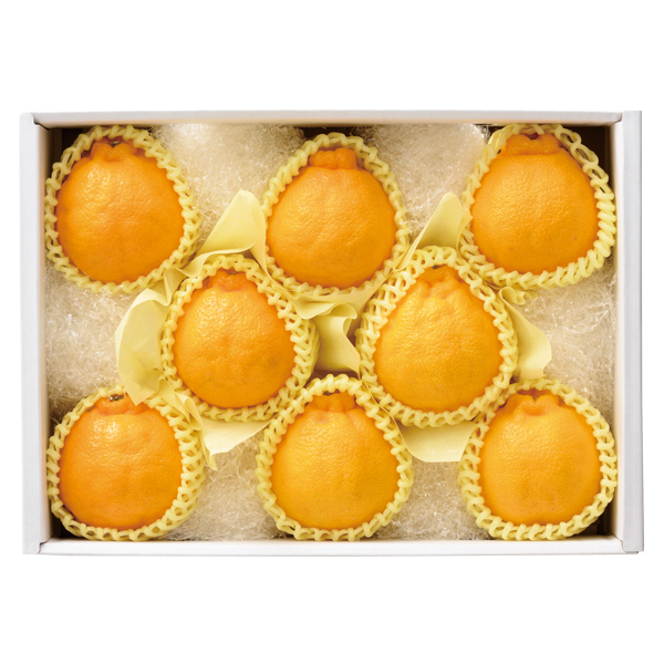 ct[c 啪Y fR|y͂ԁF11{`z